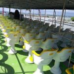 Whale & Dolphin Watching Day Tour including Handunugoda Teafactory - Practical Details and What to Expect