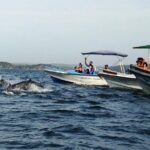 Whale & Dolphin Watching Trincomalee - Who Will Love This Tour?