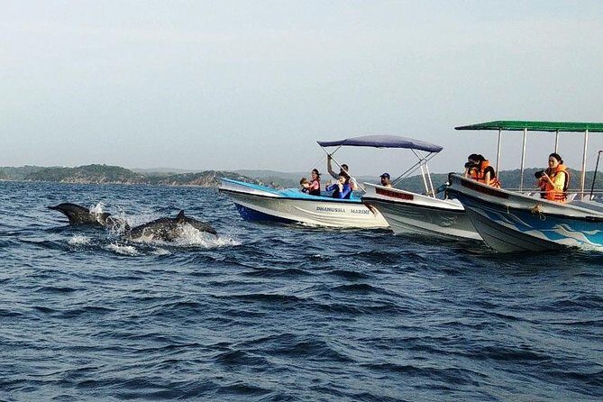 Whale & Dolphin Watching Trincomalee - Who Will Love This Tour?