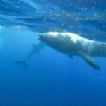 Whale Shark Adventure from Isla Mujeres - A Detailed Look at the Whale Shark Adventure from Isla Mujeres