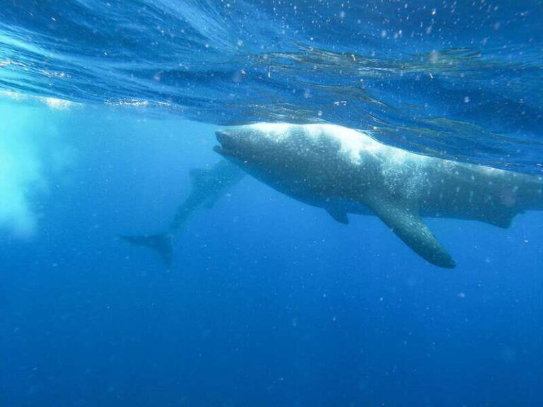Whale Shark Adventure from Isla Mujeres - A Detailed Look at the Whale Shark Adventure from Isla Mujeres