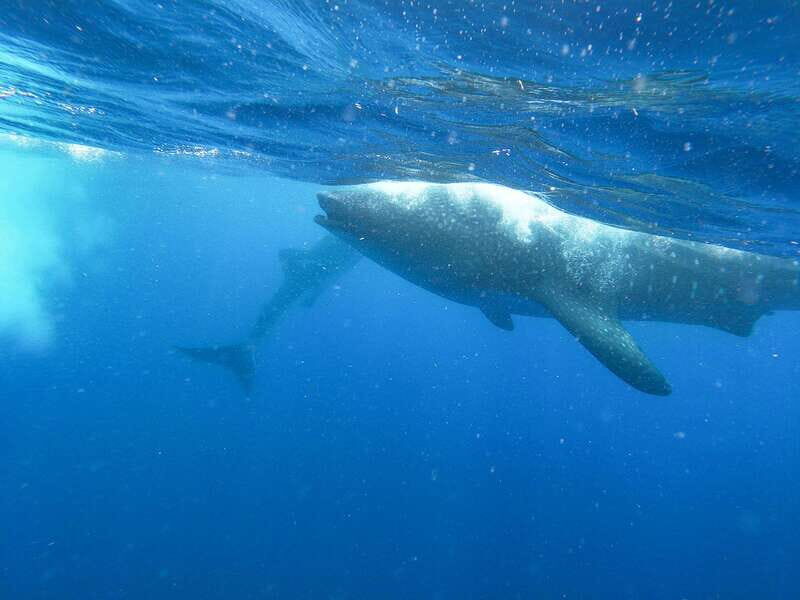 Whale Shark Adventure from Isla Mujeres - A Detailed Look at the Whale Shark Adventure from Isla Mujeres