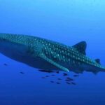 Whale Shark Encounter Experience in Cancun (Snack Lunch included) - A Realistic View: What to Expect