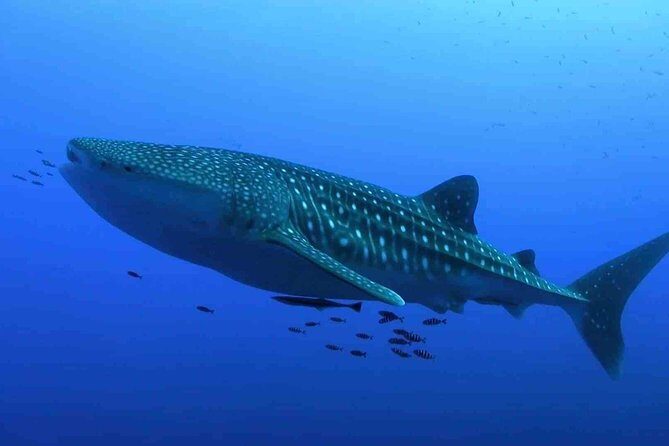 Whale Shark Encounter Experience in Cancun (Snack Lunch included) - A Realistic View: What to Expect