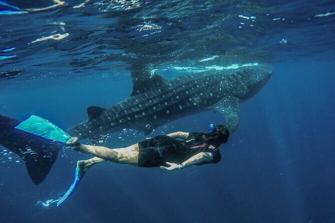 Whale Shark Encounter Full-Day all inclusive Tour from Riviera Maya
