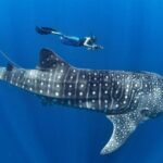 Whale Shark Encounter & Sumilon Sandbar & Canyoneering in Kawasan Falls - What to Expect: Practical Details