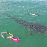 Whale Shark Experience - The Details That Make or Break Your Trip
