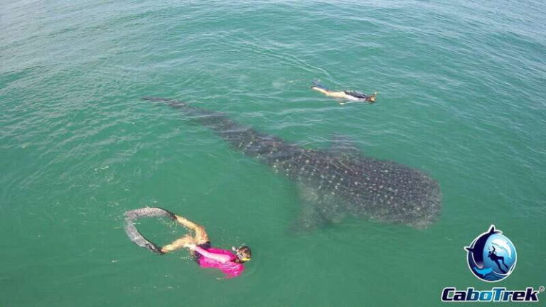 Whale Shark Experience - The Details That Make or Break Your Trip