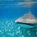 Whale Shark Experience from Playa del Carmen - Authentic Encounters and Authentic Value