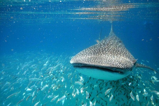 Whale Shark Experience from Playa del Carmen - Authentic Encounters and Authentic Value
