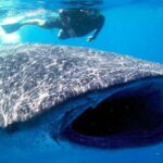 Whale Shark Experience Lifetime Memory in Cancun (snack included) - What’s Included and What to Keep in Mind