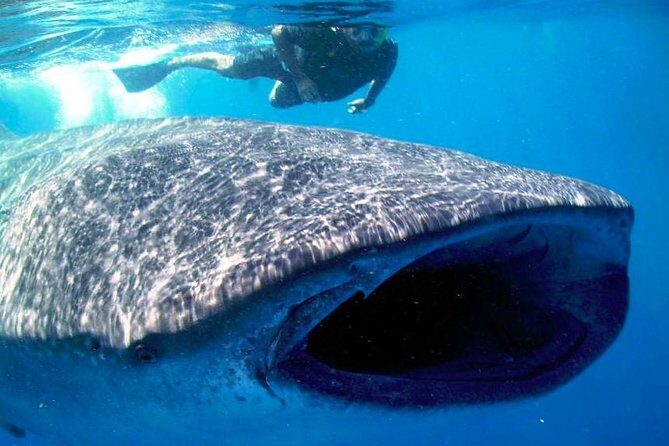 Whale Shark Experience Lifetime Memory in Cancun (snack included) - What’s Included and What to Keep in Mind