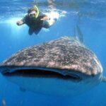 Whale Shark Snorkel Experience in Cancun (Snack Lunch included) - Detailed Experience Breakdown