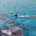 Whale Shark Snorkel Tour in Cancun (Snack Lunch included) - A Deep Dive into the Whale Shark Snorkel Tour