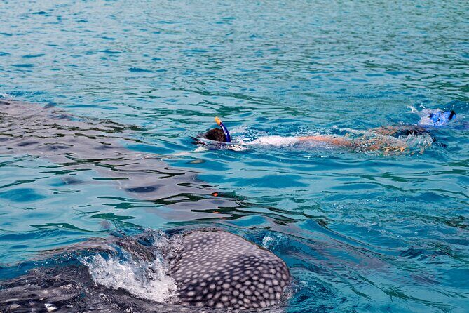 Whale Shark Snorkel Tour in Cancun (Snack Lunch included) - A Deep Dive into the Whale Shark Snorkel Tour