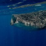 Whale Shark Snorkeling Adventure with Lunch - What the Reviews Say: Authenticity and Challenges