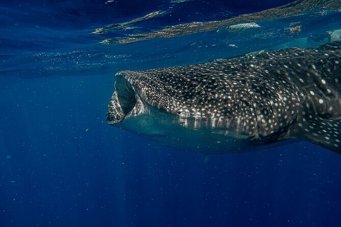 Whale Shark Snorkeling Adventure with Lunch - What the Reviews Say: Authenticity and Challenges