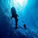 Whale Shark Snorkeling Experience from Cancun and Riviera Maya - The Sum Up: Who Is This Tour Best For?
