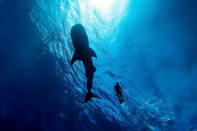 Whale Shark Snorkeling Experience from Cancun and Riviera Maya
