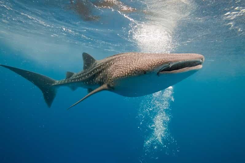 Whale Shark Snorkeling in La Paz, BCS. - FAQ