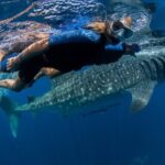 Whale Shark Swimming Adventure from Cancun & Riviera Maya - Seasonal June/Sept - Who Would Love This Tour?