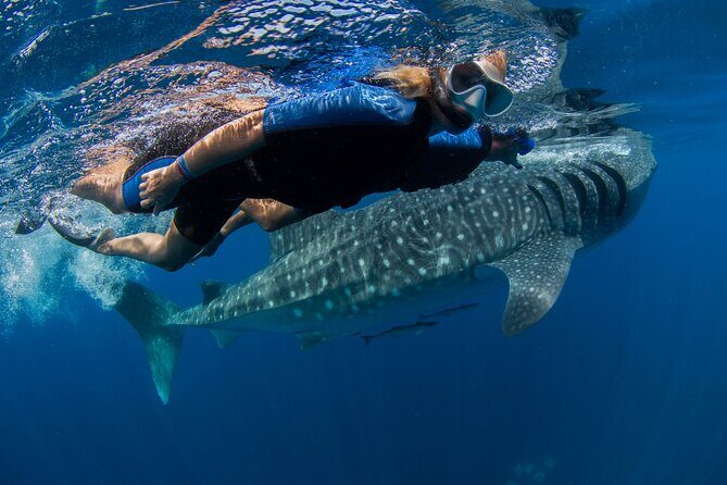 Whale Shark Swimming Adventure from Cancun & Riviera Maya - Seasonal June/Sept - Who Would Love This Tour?