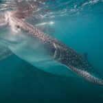 Whale Shark Swimming Adventure: Small Group with Marine Biologist - Why This Tour Stands Out