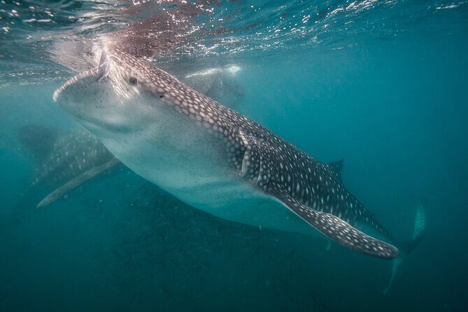 Whale Shark Swimming Adventure: Small Group with Marine Biologist - Why This Tour Stands Out