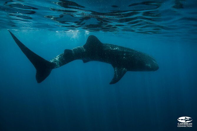 Whale Shark Swimming and Isla Mujeres Beach Tour - Detailed Review of the Experience