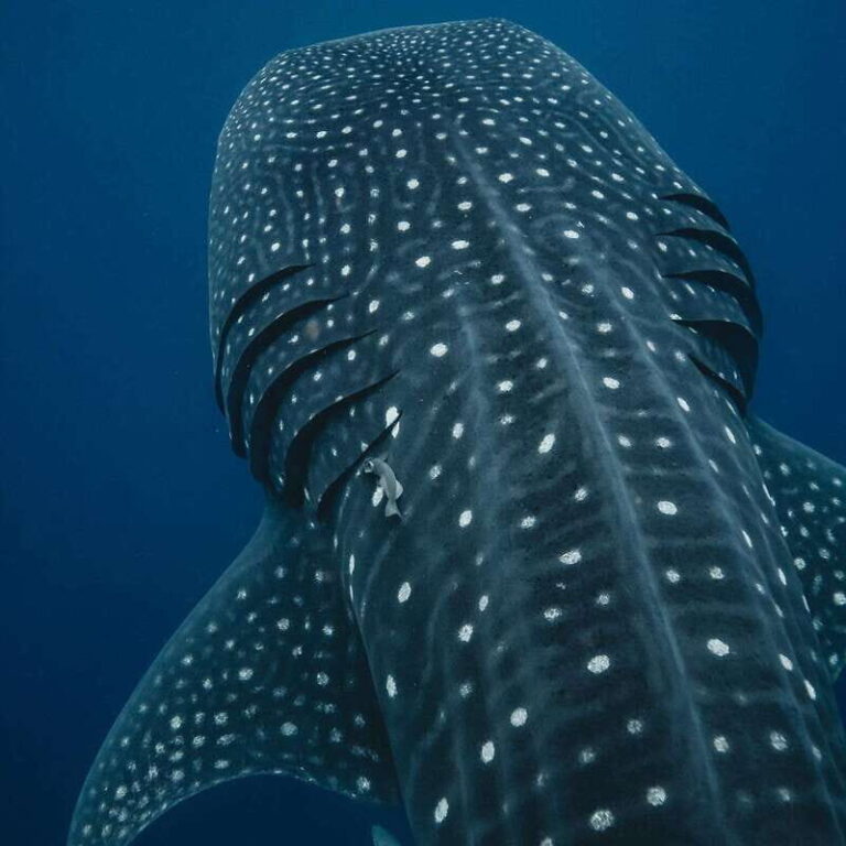 Whale Shark swimming ocean safari all included tour - The Itinerary in Detail