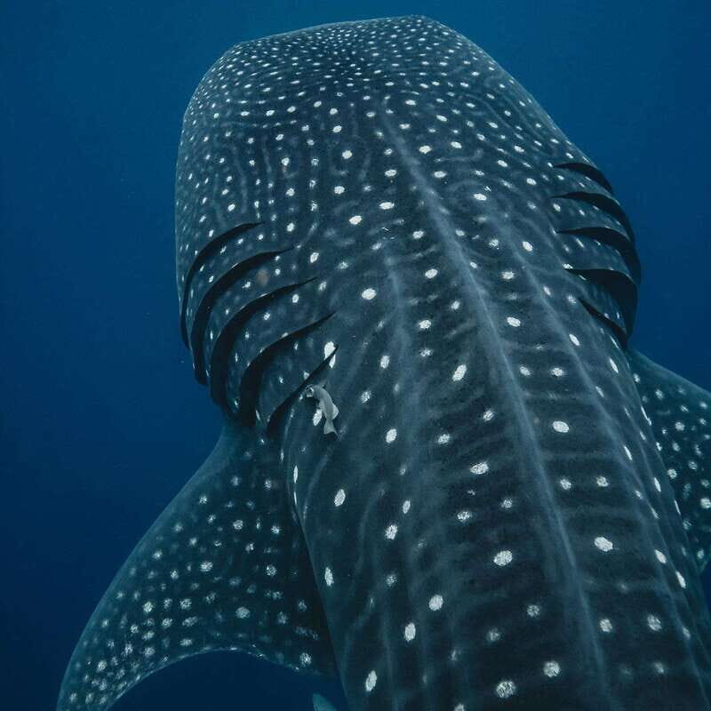 Whale Shark swimming ocean safari all included tour - The Itinerary in Detail