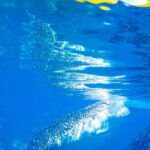 Whale Shark Swimming, Tumalog Falls and Kawasan Canyoneering - A Closer Look at the Tour