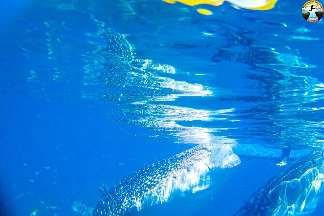 Whale Shark Swimming, Tumalog Falls and Kawasan Canyoneering - A Closer Look at the Tour