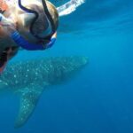 Whale Shark Tour from Cancun and Playa Del Carmen - The Itinerary: From Cancun to the Ocean and Back