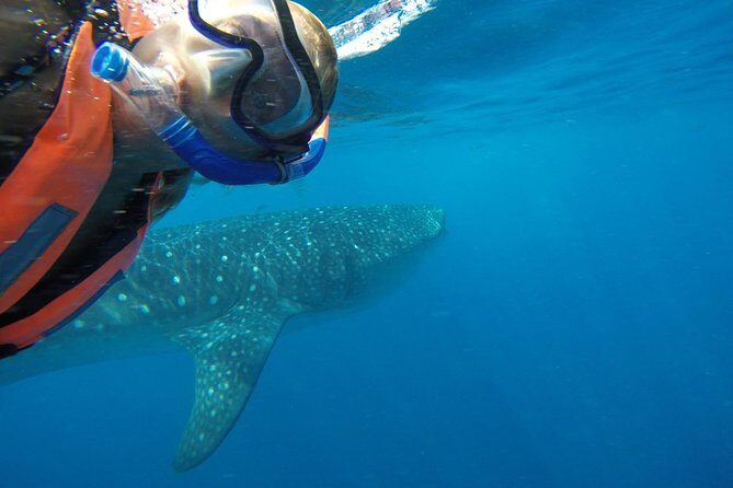 Whale Shark Tour from Cancun and Playa Del Carmen - The Itinerary: From Cancun to the Ocean and Back