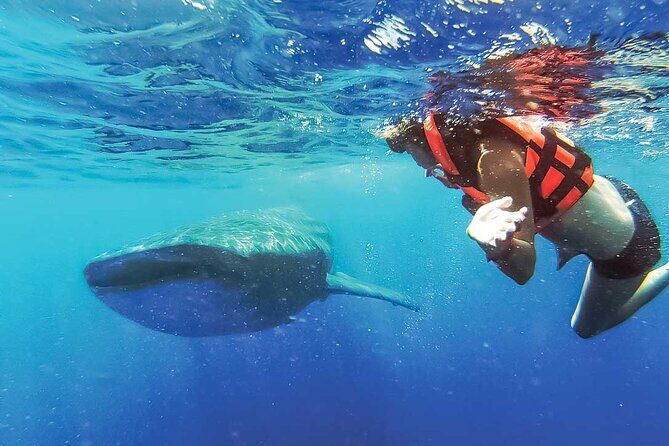 Whale Shark Watching and Snorkeling Experience on Contoy Island - Authentic Experiences and Authentic Guides