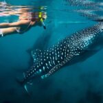 Whale Shark Watching and Sumilon Sandbar Private Tour Package - Final Thoughts on Value and Experience
