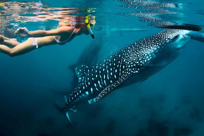 Whale Shark Watching and Sumilon Sandbar Private Tour Package - Final Thoughts on Value and Experience
