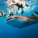 Whale Shark Watching + Simala Church Day Tour - Authentic Experiences and Traveler Insights