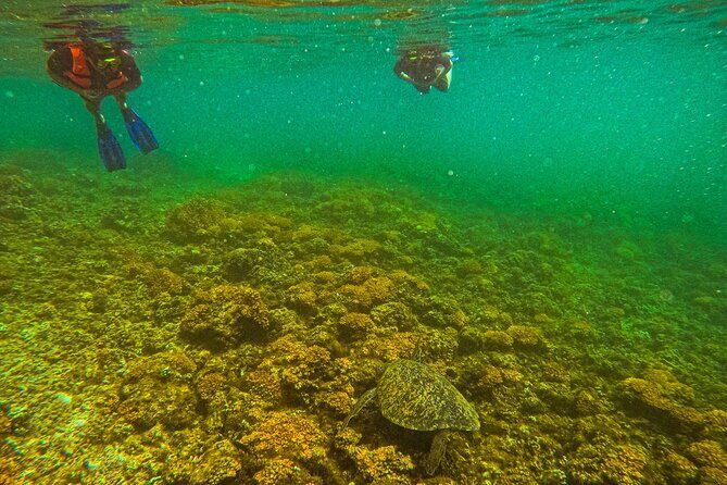 Whale Sharks and Sea Lions Snorkeling Picnic at Balandra Beach - FAQ