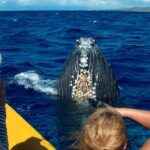 Whale Watch Adventure Aboard Maui's Only Luxury Super Raft - What to Expect on Your Whale Watching Tour