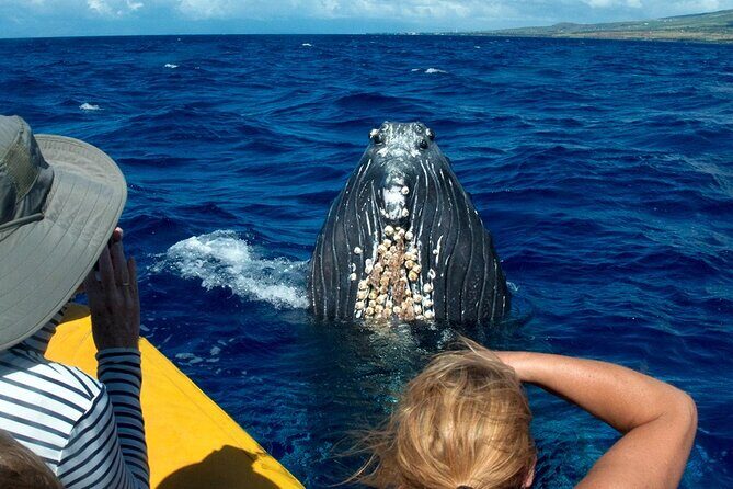 Whale Watch Adventure Aboard Maui's Only Luxury Super Raft - What to Expect on Your Whale Watching Tour
