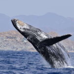 Whale Watch Cabo: Group Whale Watching Tour - FREE photos - Who Should Take This Tour?