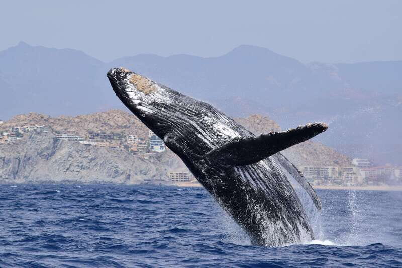 Whale Watch Cabo: Group Whale Watching Tour - FREE photos - Who Should Take This Tour?