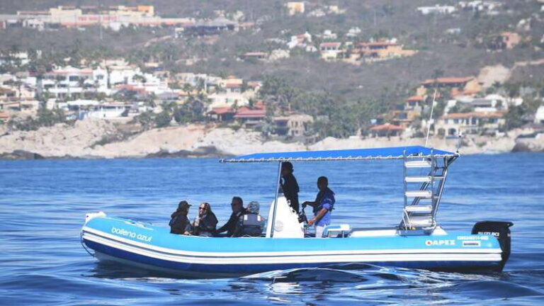 Whale Watch Cabo: Zodiac Whale Adventure - FREE Photos - Why This Tour Offers Great Value