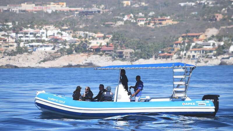 Whale Watch Cabo: Zodiac Whale Adventure - FREE Photos - Why This Tour Offers Great Value