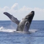Whale Watch Cruise Aboard The Majestic by Atlantis Cruises - A Deep Dive into the Whale Watch Experience: What to Expect and Why It Matters