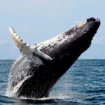 Whale Watching - Authentic Encounters and Reviews