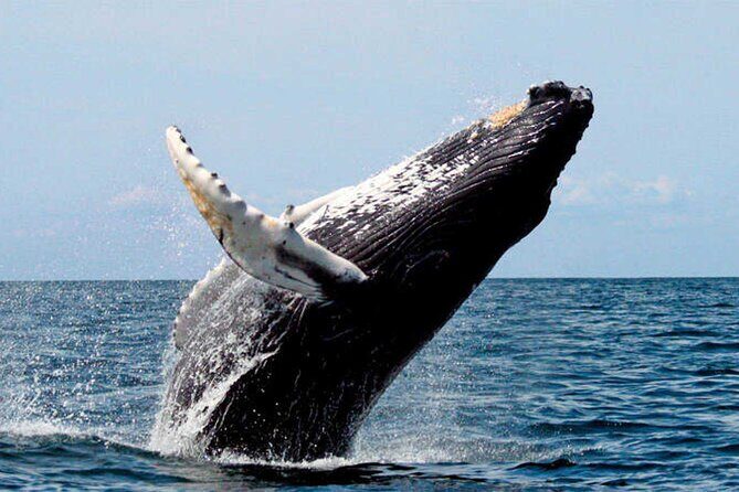 Whale Watching - Authentic Encounters and Reviews