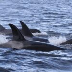 Whale Watching Adventure from Vancouver BC - Analyzing the Value and Practicalities